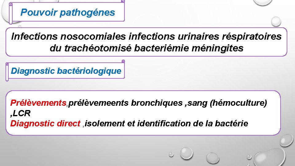 Pouvoir pathogénes Infections nosocomiales infections urinaires réspiratoires du trachéotomisé bacteriémie méningites Diagnostic bactériologique Prélèvements,