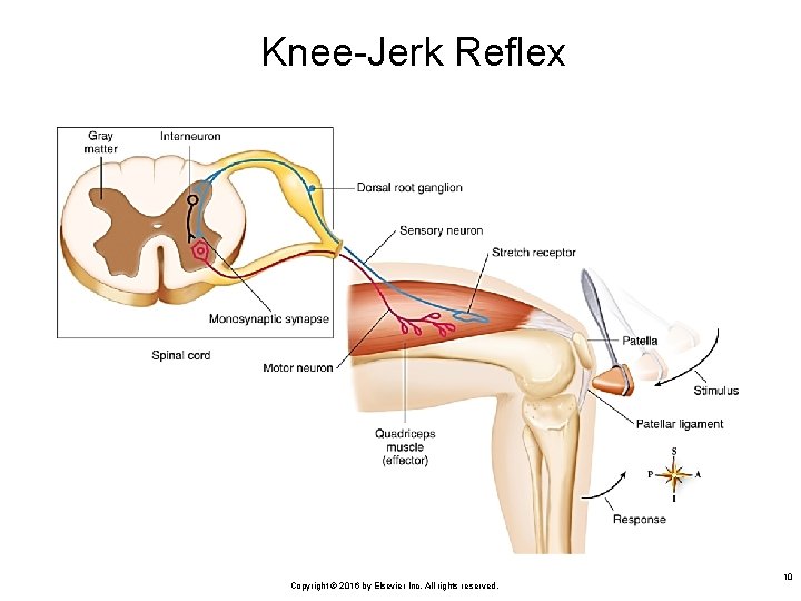 Knee-Jerk Reflex Copyright © 2016 by Elsevier Inc. All rights reserved. 10 