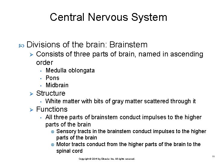 Central Nervous System Divisions of the brain: Brainstem Ø Consists of three parts of