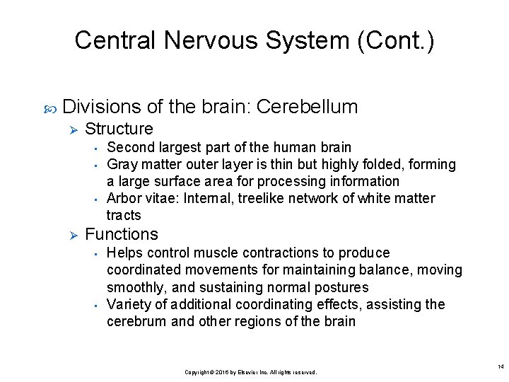 Central Nervous System (Cont. ) Divisions of the brain: Cerebellum Ø Structure • •