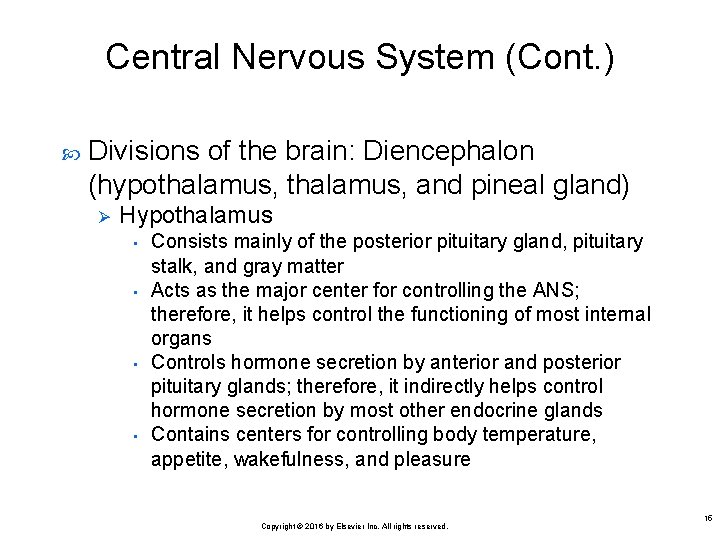Central Nervous System (Cont. ) Divisions of the brain: Diencephalon (hypothalamus, and pineal gland)