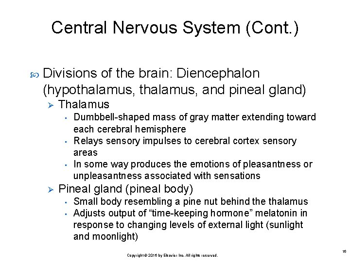 Central Nervous System (Cont. ) Divisions of the brain: Diencephalon (hypothalamus, and pineal gland)