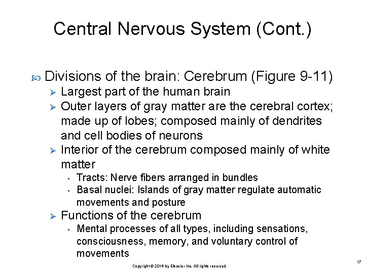 Central Nervous System (Cont. ) Divisions of the brain: Cerebrum (Figure 9 -11) Ø