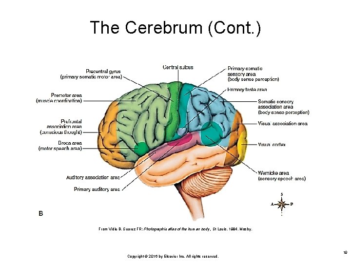 The Cerebrum (Cont. ) From Vidic B, Suarez FR: Photographic atlas of the human