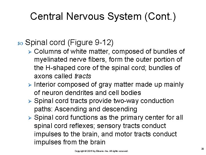 Central Nervous System (Cont. ) Spinal cord (Figure 9 -12) Ø Ø Columns of
