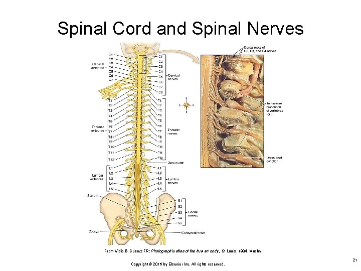 Spinal Cord and Spinal Nerves From Vidic B, Suarez FR: Photographic atlas of the