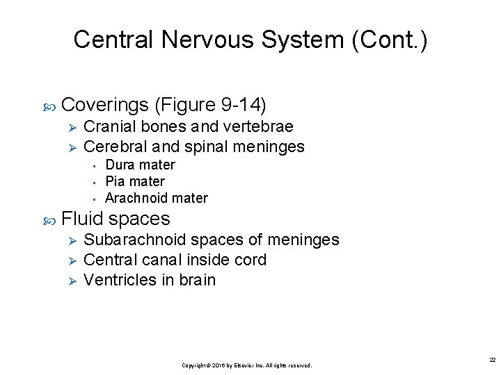 Central Nervous System (Cont. ) Coverings (Figure 9 -14) Ø Ø Cranial bones and