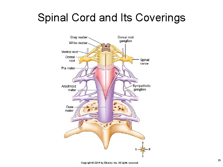 Spinal Cord and Its Coverings Copyright © 2016 by Elsevier Inc. All rights reserved.