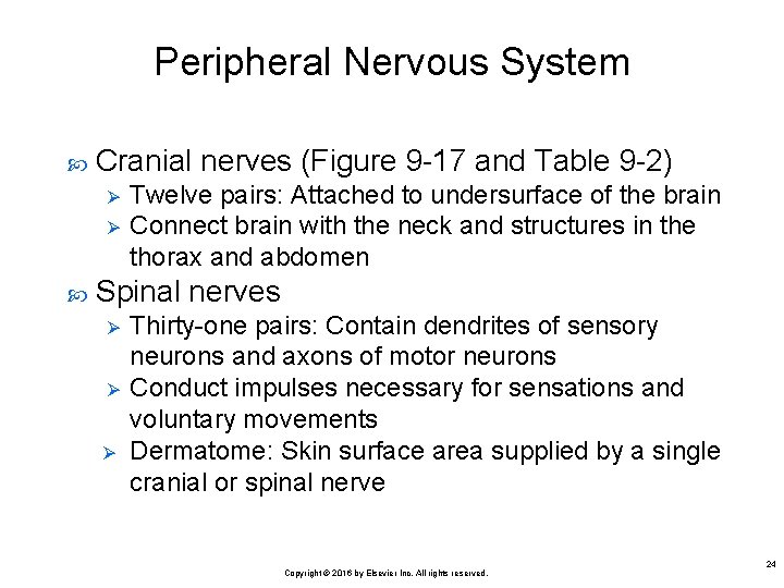 Peripheral Nervous System Cranial nerves (Figure 9 -17 and Table 9 -2) Ø Ø