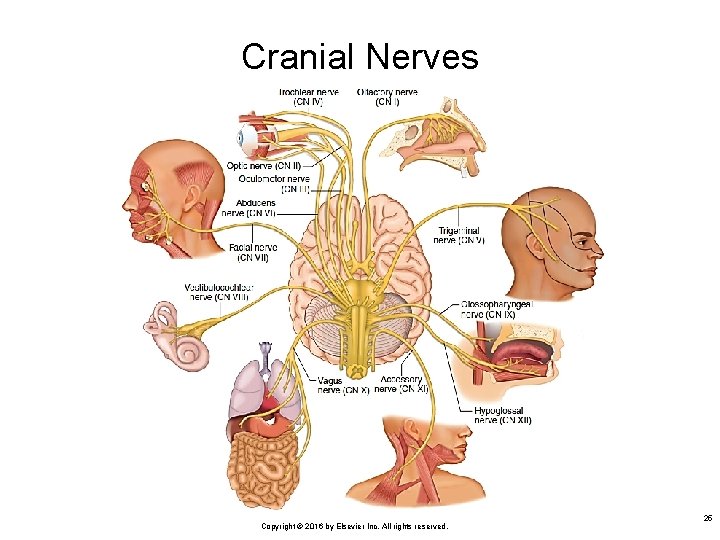 Cranial Nerves Copyright © 2016 by Elsevier Inc. All rights reserved. 25 