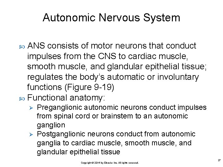 Autonomic Nervous System ANS consists of motor neurons that conduct impulses from the CNS