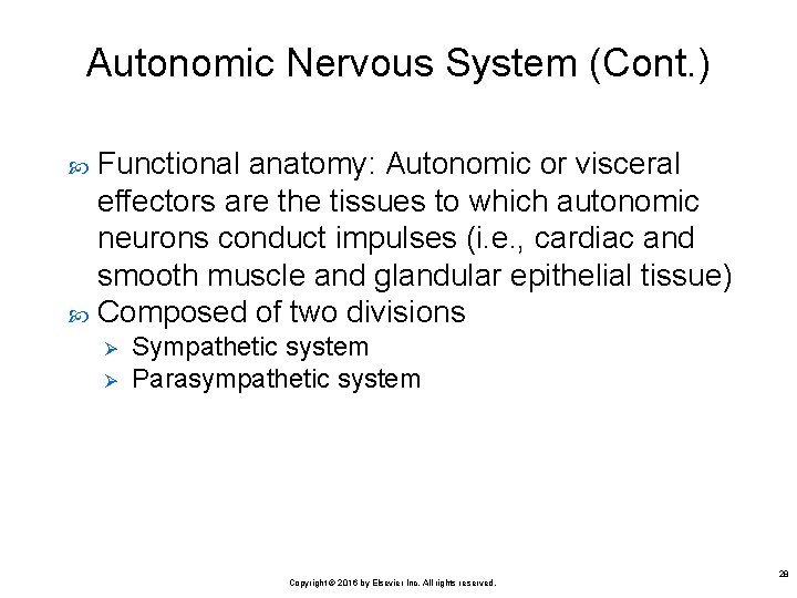 Autonomic Nervous System (Cont. ) Functional anatomy: Autonomic or visceral effectors are the tissues