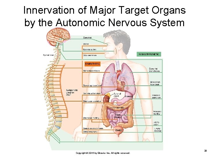 Innervation of Major Target Organs by the Autonomic Nervous System Copyright © 2016 by