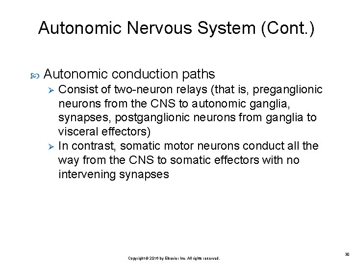 Autonomic Nervous System (Cont. ) Autonomic conduction paths Ø Ø Consist of two-neuron relays