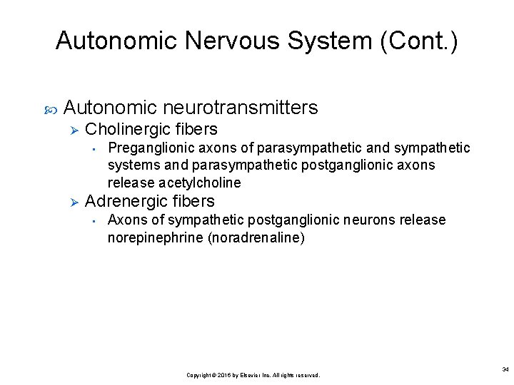 Autonomic Nervous System (Cont. ) Autonomic neurotransmitters Ø Cholinergic fibers • Ø Preganglionic axons