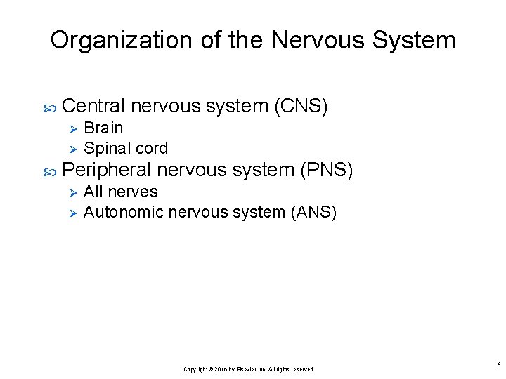 Organization of the Nervous System Central nervous system (CNS) Ø Ø Brain Spinal cord