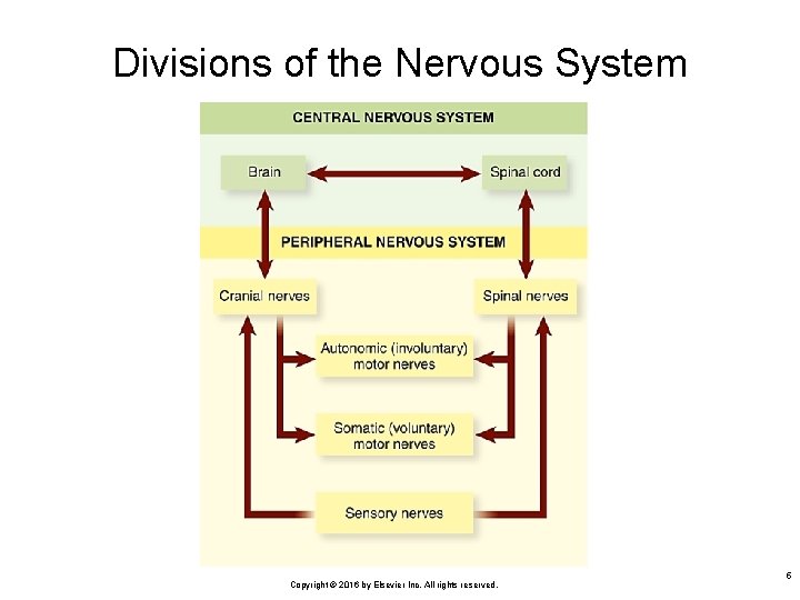 Divisions of the Nervous System Copyright © 2016 by Elsevier Inc. All rights reserved.