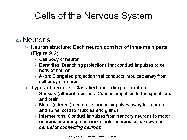 Cells of the Nervous System Neurons Ø Neuron structure: Each neuron consists of three