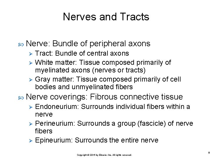 Nerves and Tracts Nerve: Bundle of peripheral axons Ø Ø Ø Tract: Bundle of