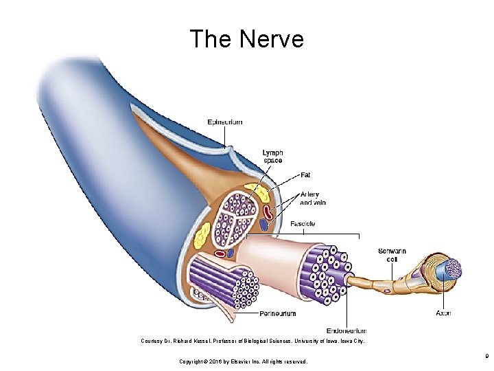 The Nerve Courtesy Dr. Richard Kessel, Professor of Biological Sciences, University of Iowa, Iowa