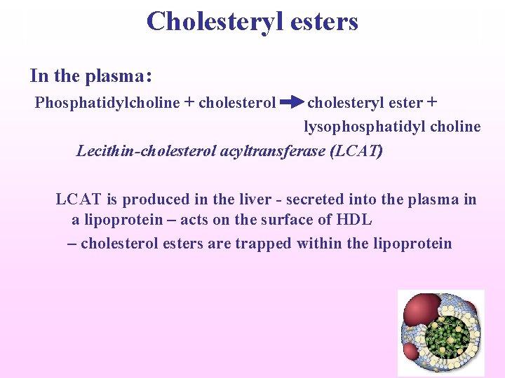 Cholesteryl esters In the plasma: Phosphatidylcholine + cholesterol cholesteryl ester + lysophosphatidyl choline Lecithin-cholesterol