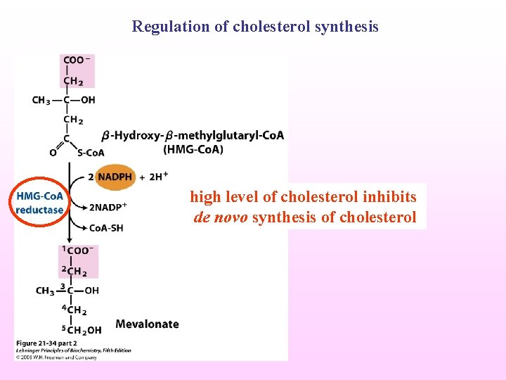 Regulation of cholesterol synthesis high level of cholesterol inhibits de novo synthesis of cholesterol