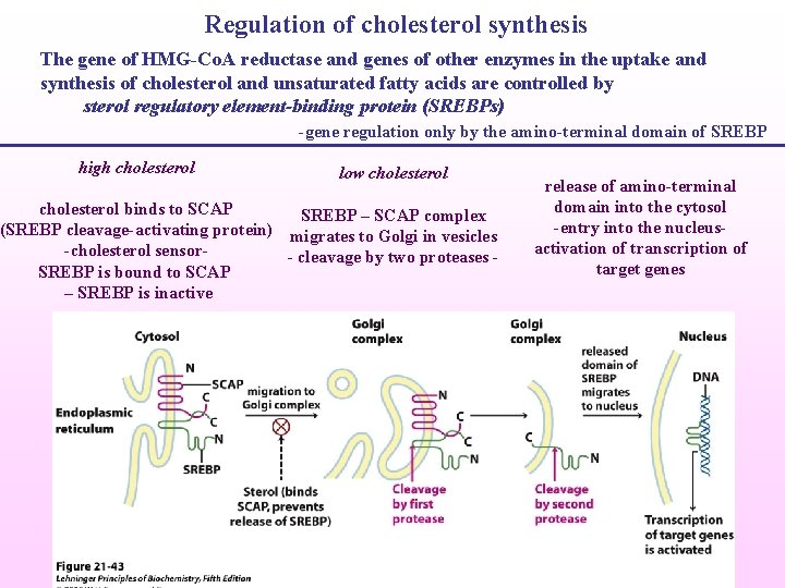 Regulation of cholesterol synthesis The gene of HMG-Co. A reductase and genes of other