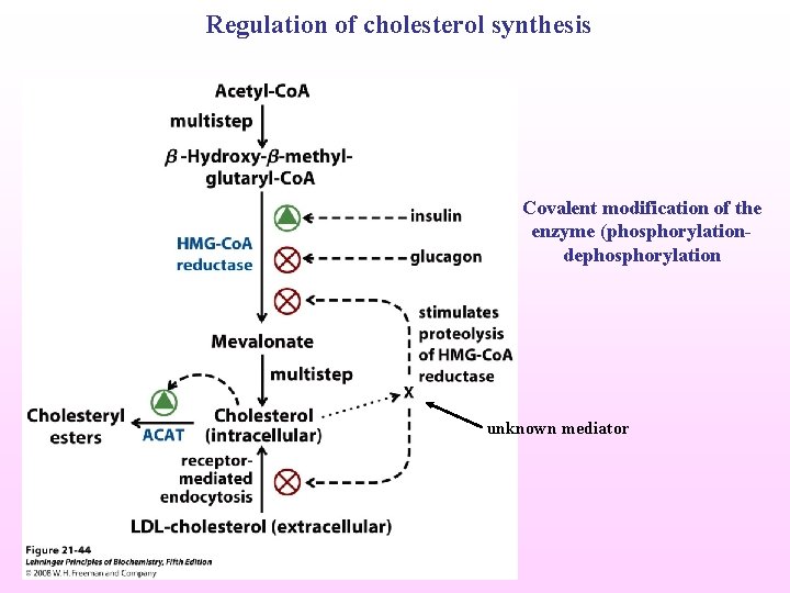 Regulation of cholesterol synthesis Covalent modification of the enzyme (phosphorylationdephosphorylation unknown mediator 