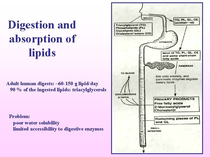 Digestion and absorption of lipids Adult human digests: ~60 -150 g lipid/day 90 %