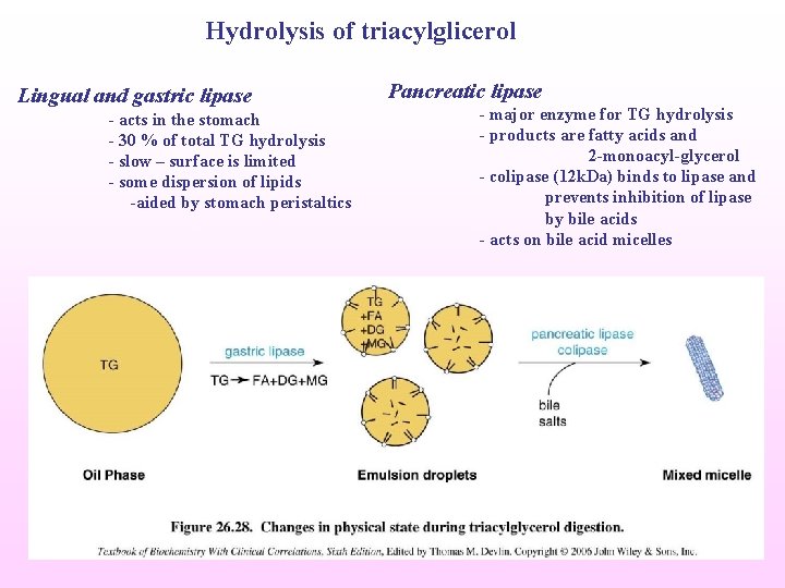 Hydrolysis of triacylglicerol Lingual and gastric lipase - acts in the stomach - 30