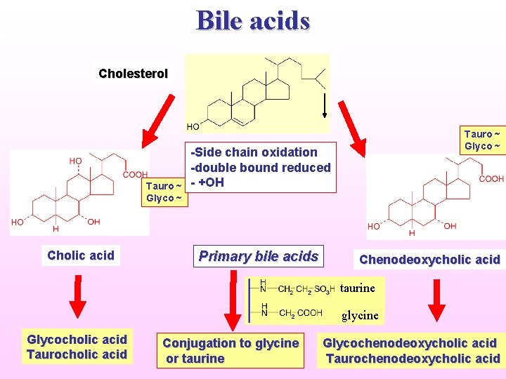 Bile acids Cholesterol Tauro ~ Glyco ~ Cholic acid Tauro ~ Glyco ~ -Side