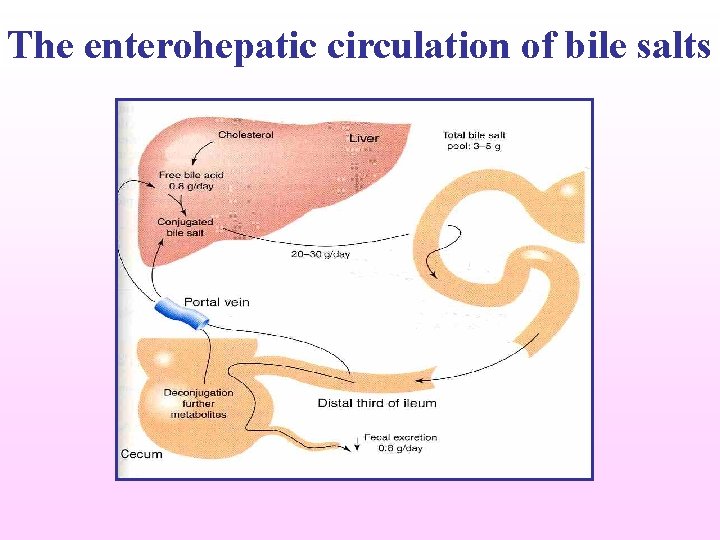 The enterohepatic circulation of bile salts 