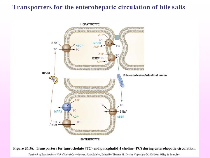 Transporters for the enterohepatic circulation of bile salts 