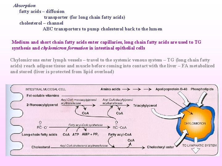 Absorption fatty acids – diffusion transporter (for long chain fatty acids) cholesterol – channel