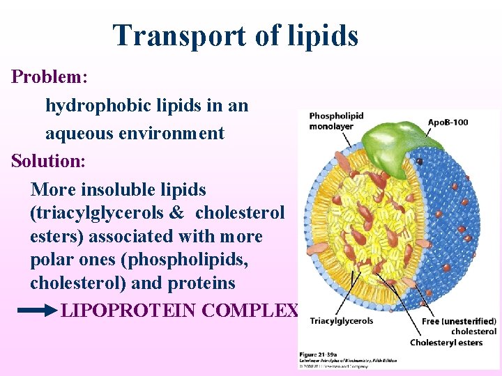 Transport of lipids Problem: hydrophobic lipids in an aqueous environment Solution: More insoluble lipids