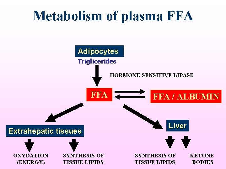 Metabolism of plasma FFA Adipocytes Triglicerides HORMONE SENSITIVE LIPASE FFA Extrahepatic tissues OXYDATION (ENERGY)