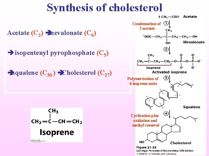 Synthesis of cholesterol Acetate (C 2) è mevalonate (C 6) Condensation of 3 acetate