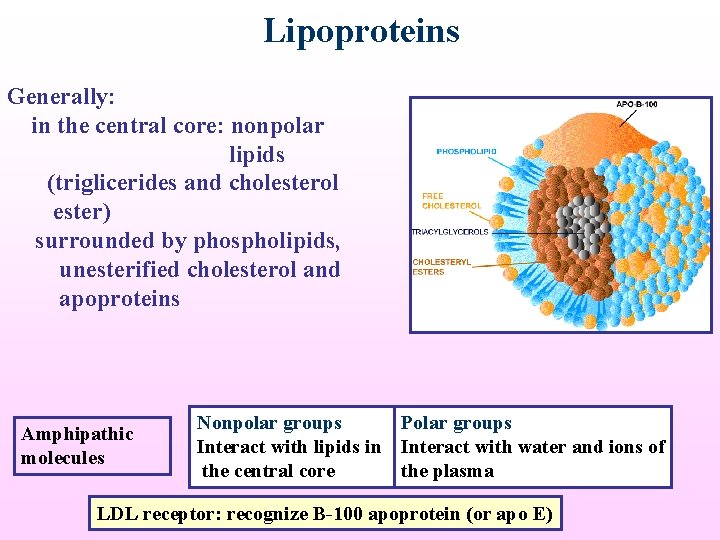 Lipoproteins Generally: in the central core: nonpolar lipids (triglicerides and cholesterol ester) surrounded by