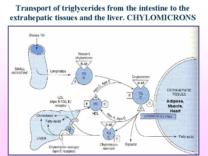 Transport of triglycerides from the intestine to the extrahepatic tissues and the liver. CHYLOMICRONS