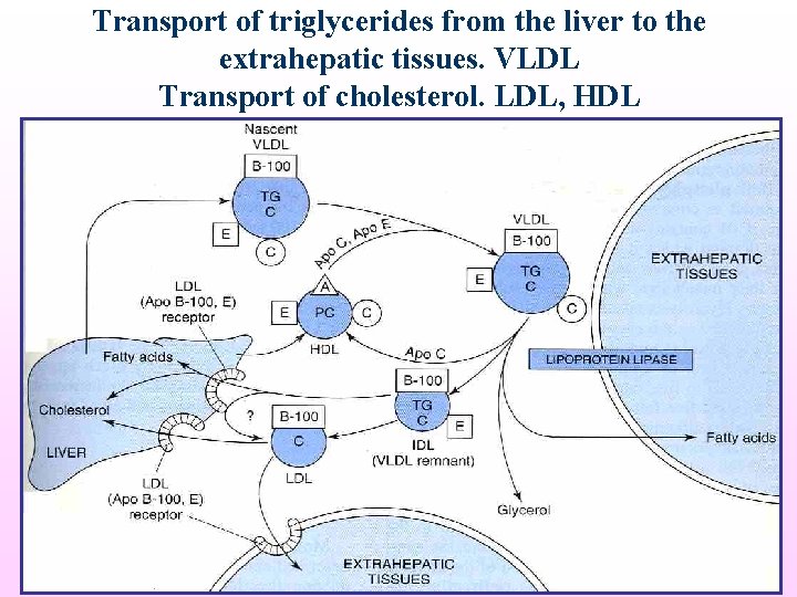 Transport of triglycerides from the liver to the extrahepatic tissues. VLDL Transport of cholesterol.