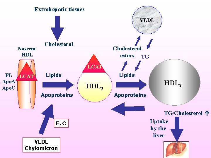 Extrahepatic tissues VLDL Nascent HDL Cholesterol esters TG LCAT PL LCAT Apo. A Apo.