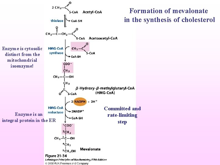 Formation of mevalonate in the synthesis of cholesterol Enzyme is cytosolic distinct from the