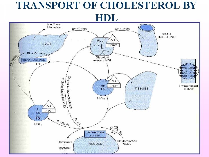 TRANSPORT OF CHOLESTEROL BY HDL TG TG TG 