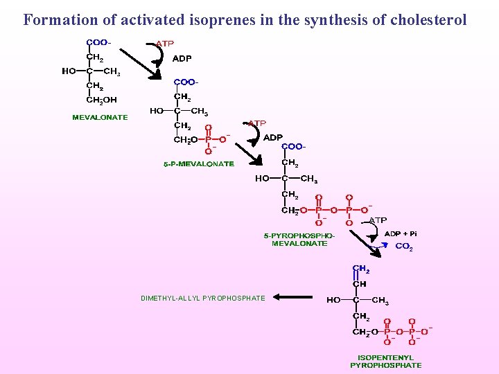 Formation of activated isoprenes in the synthesis of cholesterol DIMETHYL-ALLYL PYROPHOSPHATE 