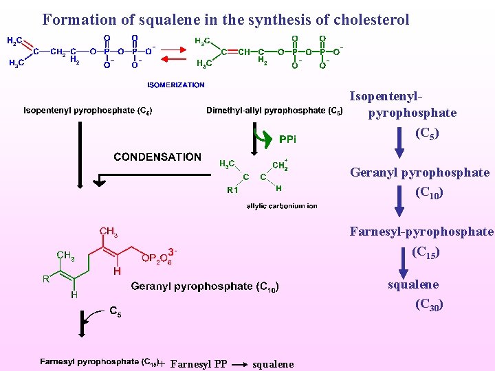 Formation of squalene in the synthesis of cholesterol Isopentenylpyrophosphate (C 5) Geranyl pyrophosphate (C