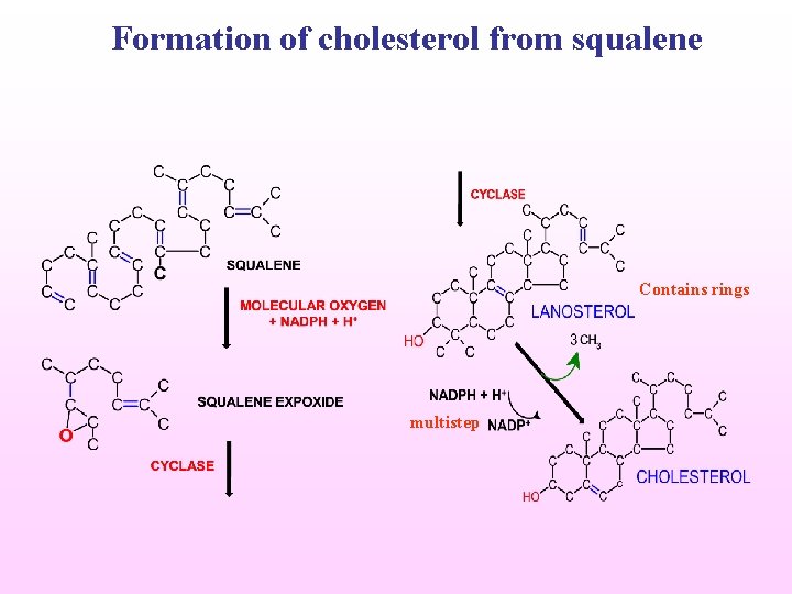 Formation of cholesterol from squalene Contains rings multistep 