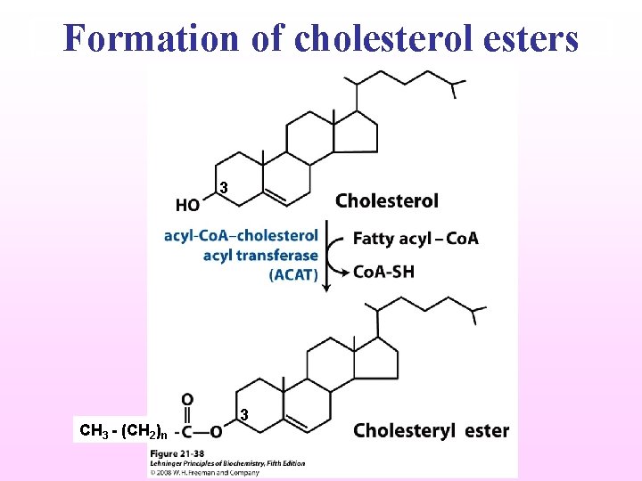 Formation of cholesterol esters 3 CH 3 - (CH 2)n 3 