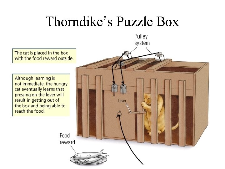 Thorndike’s Puzzle Box 