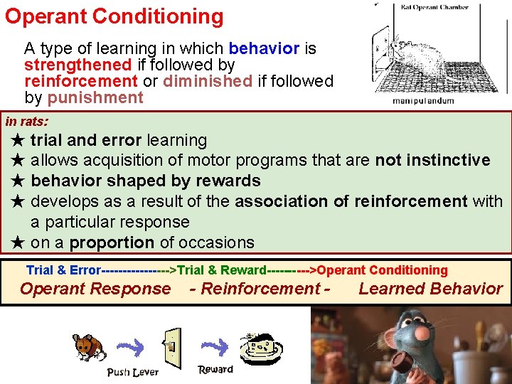 Operant Conditioning A type of learning in which behavior is strengthened if followed by
