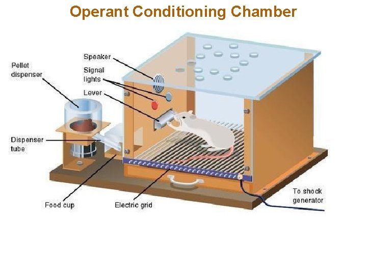 Operant Conditioning Chamber 